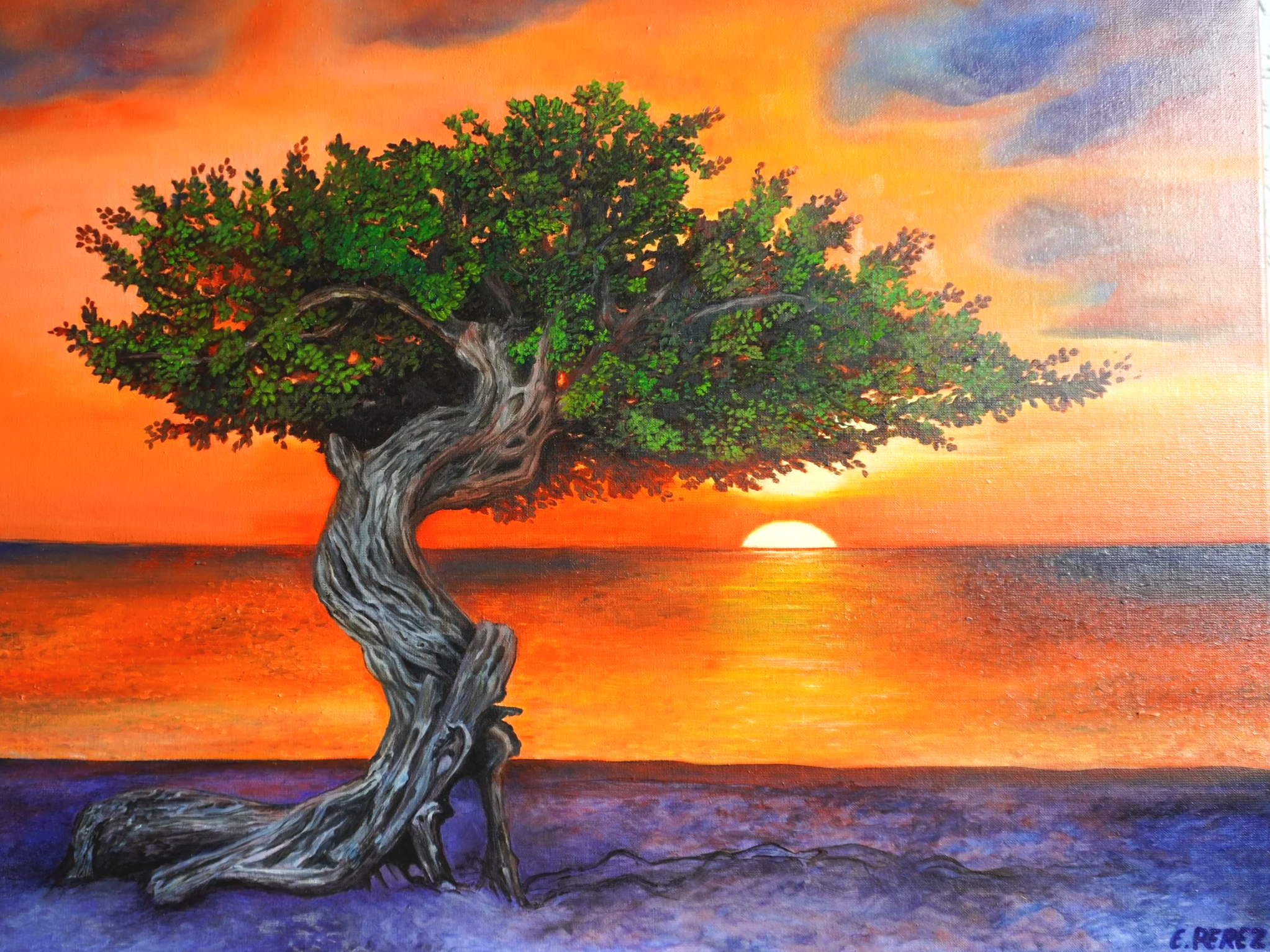 Blissful Fofoti Tree at Sunset