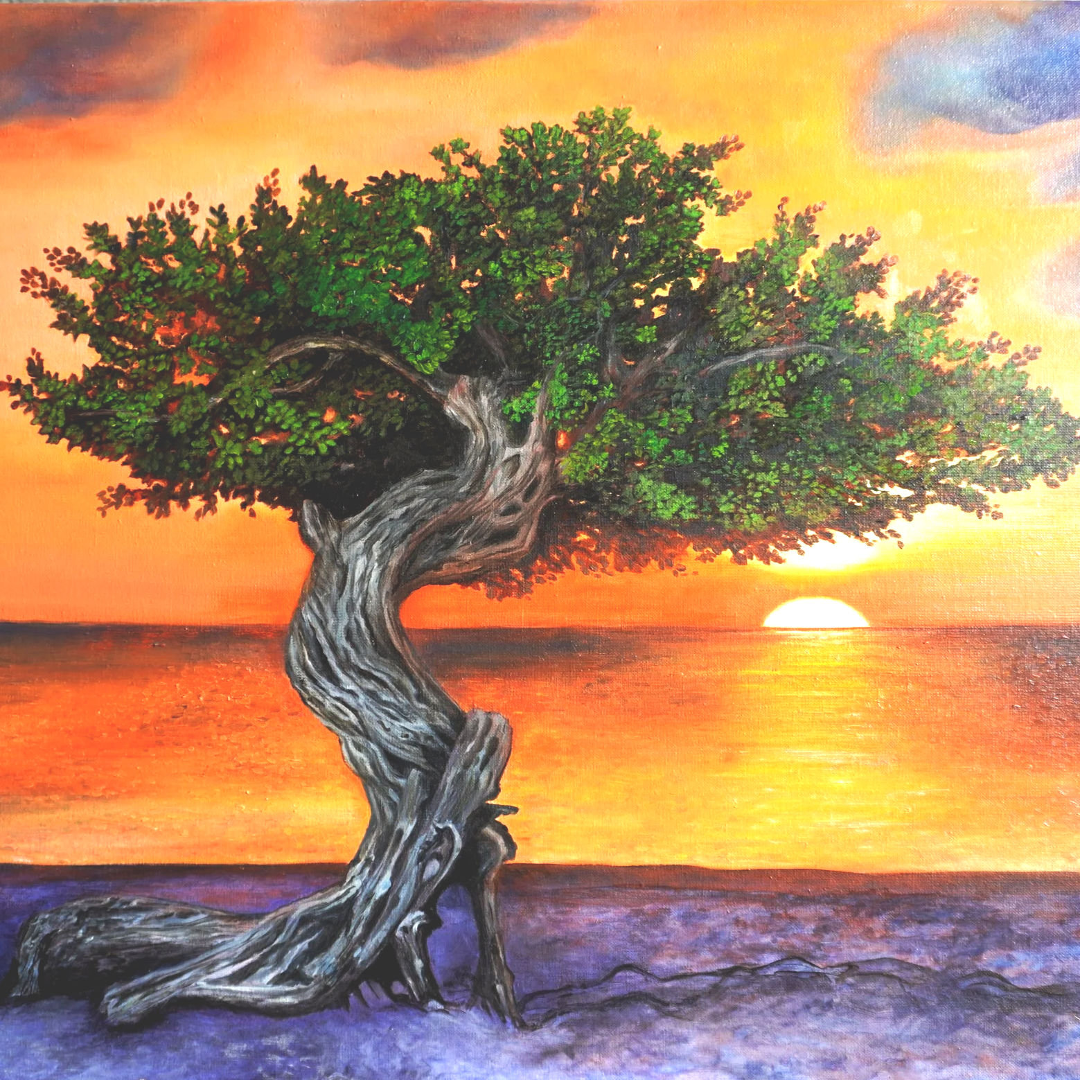 Blissful fofoti tree at Sunset