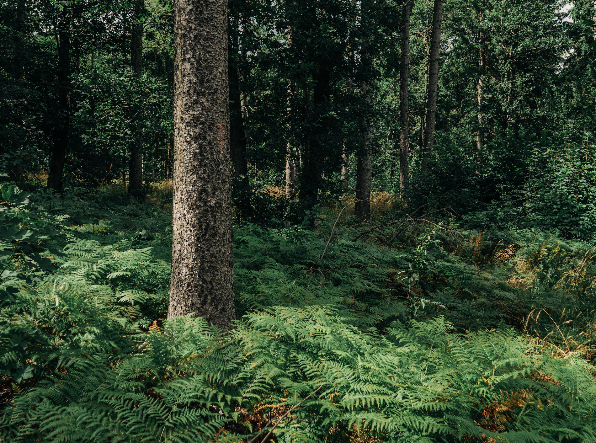 Auf der Suche nach dem „Zukunftsbaum“