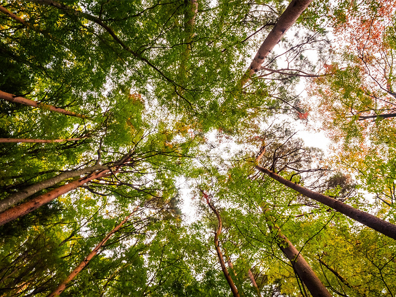 Mehr Wohlbefinden durch (virtuelle) Natur