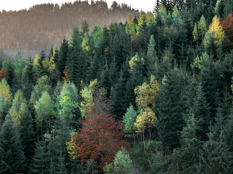 Der Wald als „Medizin“? Wie Bäume auf unsere Gesundheit wirken