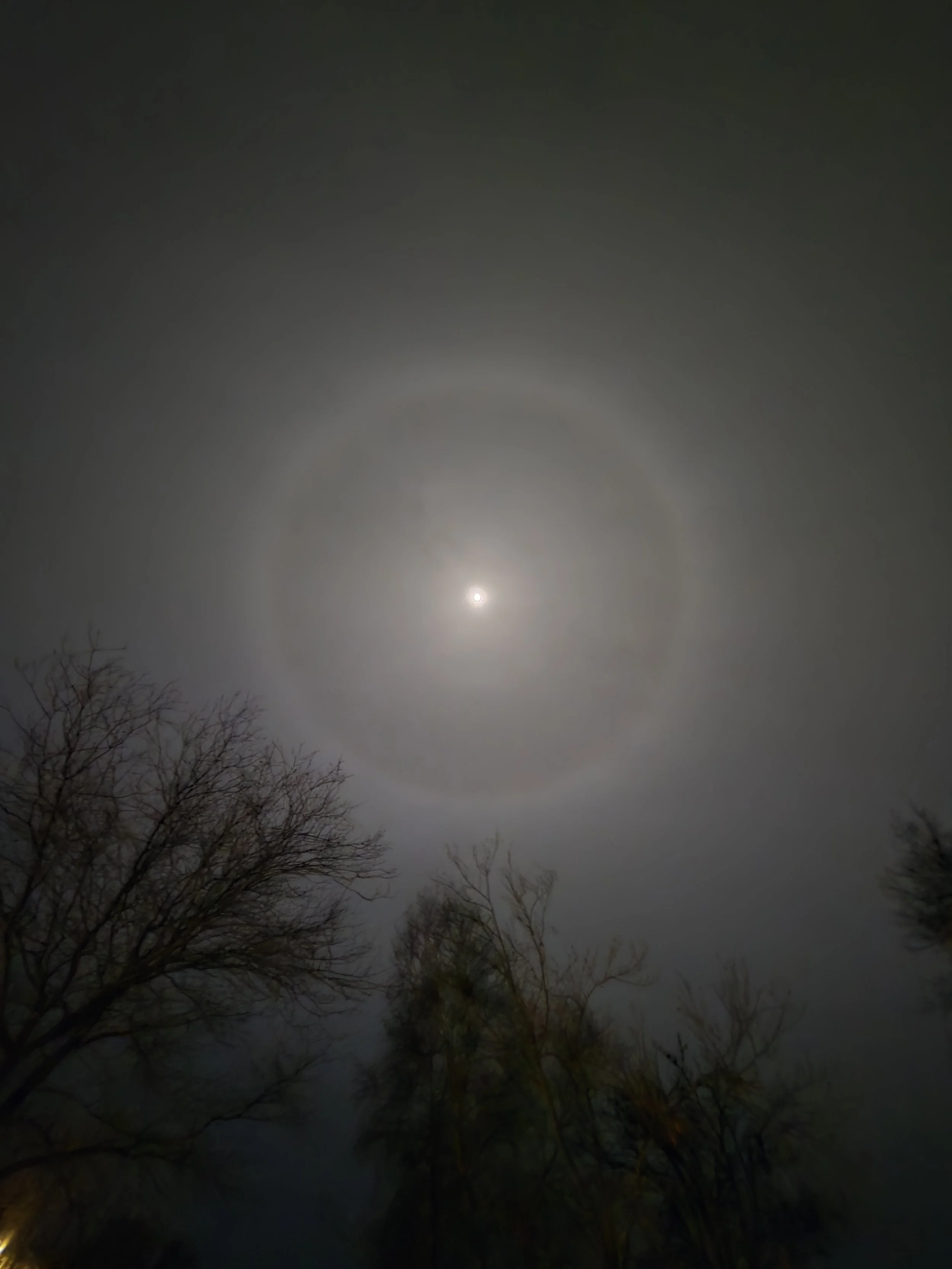 Moon halo surrounding a bright moon in a hazy night sky above silhouetted trees