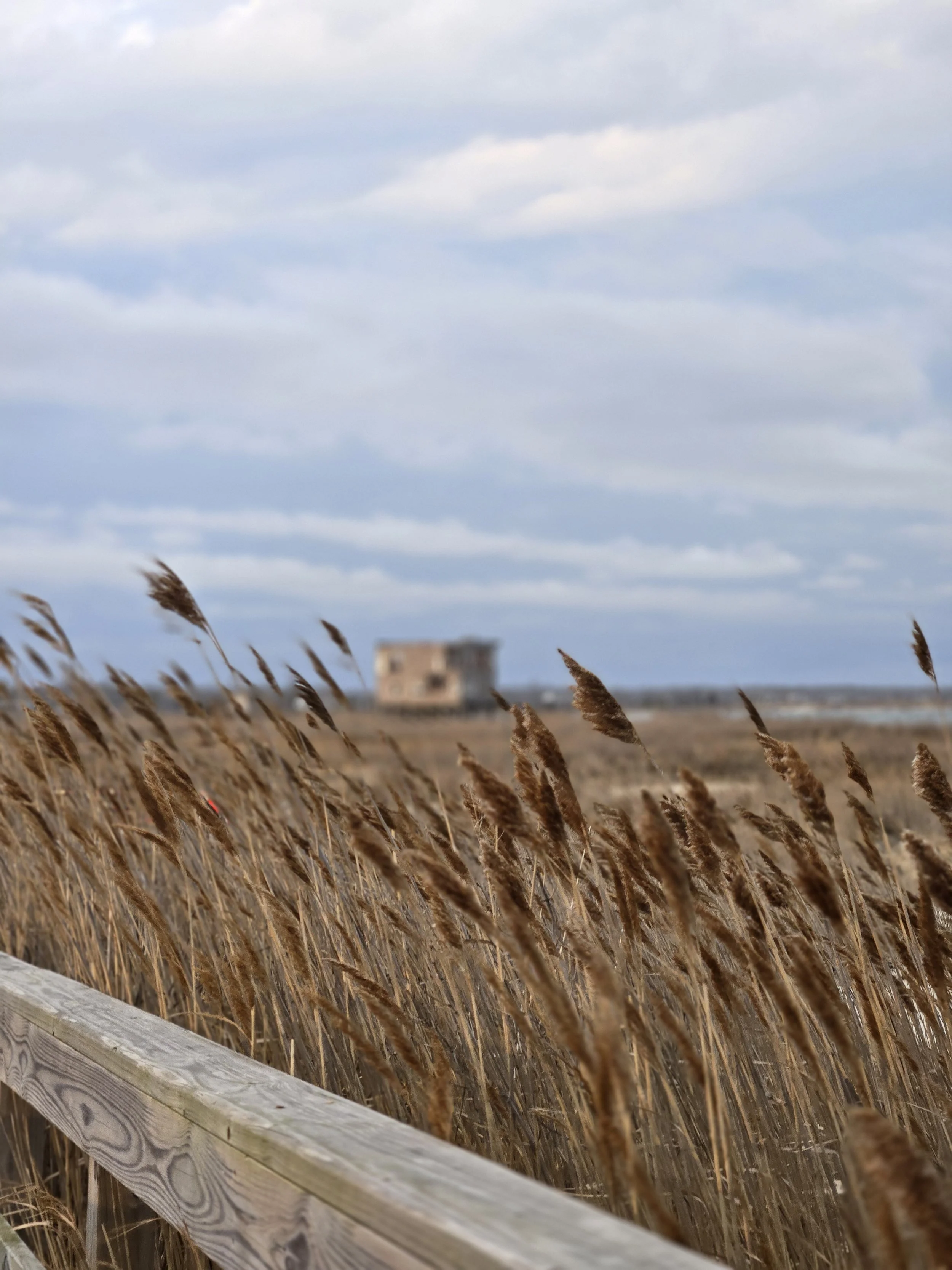 Wind blown marsh grasses beside a weathered railing, with a distant abandoned structure under a soft overcast
