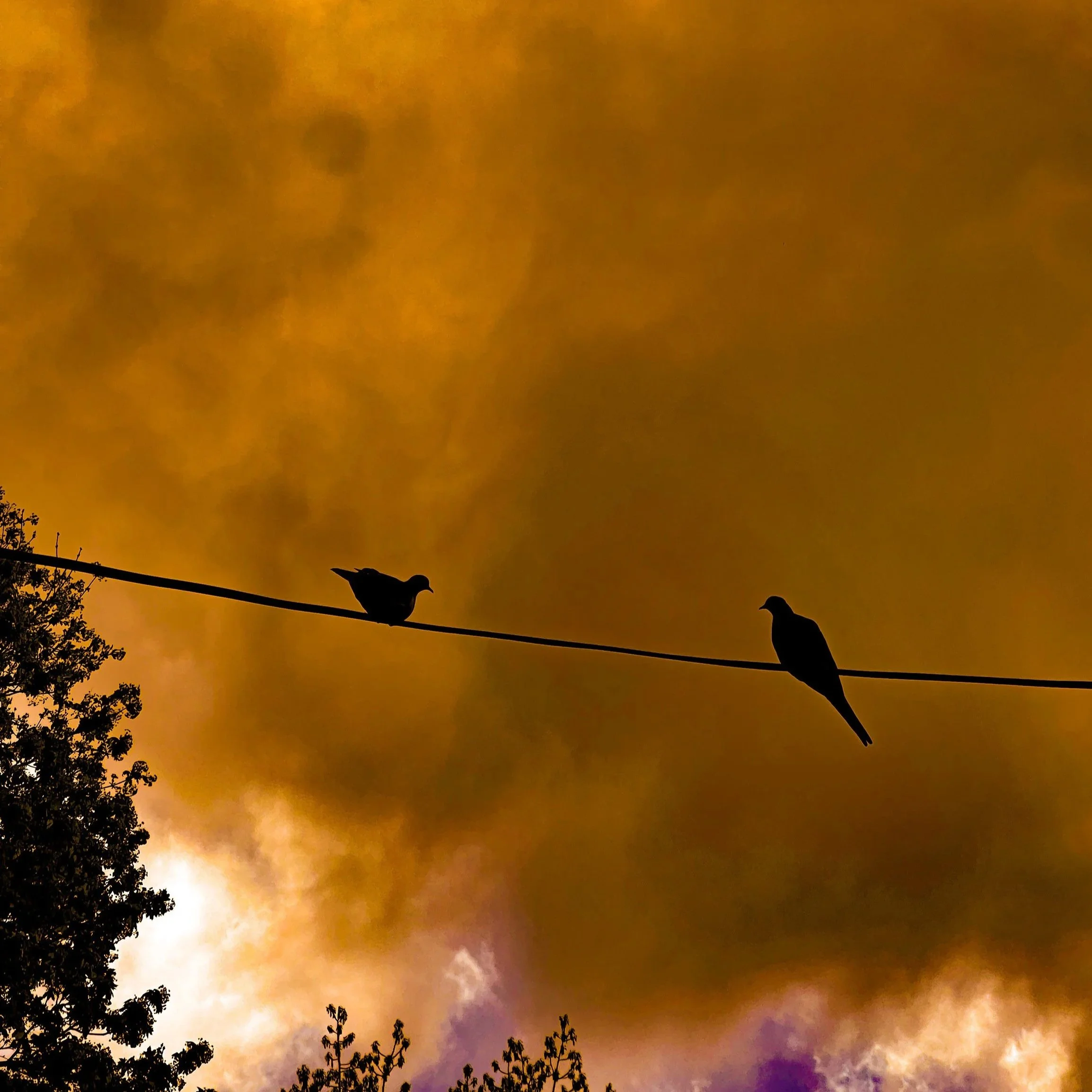 Two birds sitting on a wire against a dramatic, orange-colored sky with clouds and the silhouette of trees at the bottom.