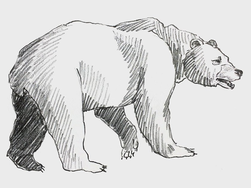 Drawing of a bear with the face of a dog.