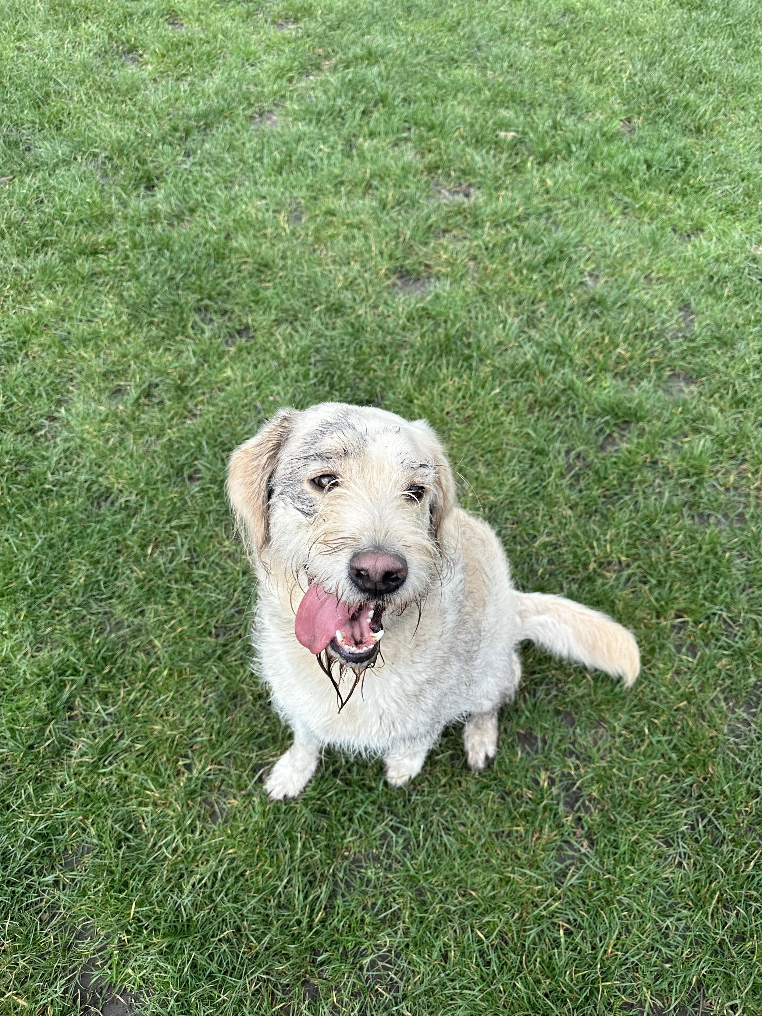A wet, fluffy, light-colored dog with a pink tongue hanging out sitting on green grass.