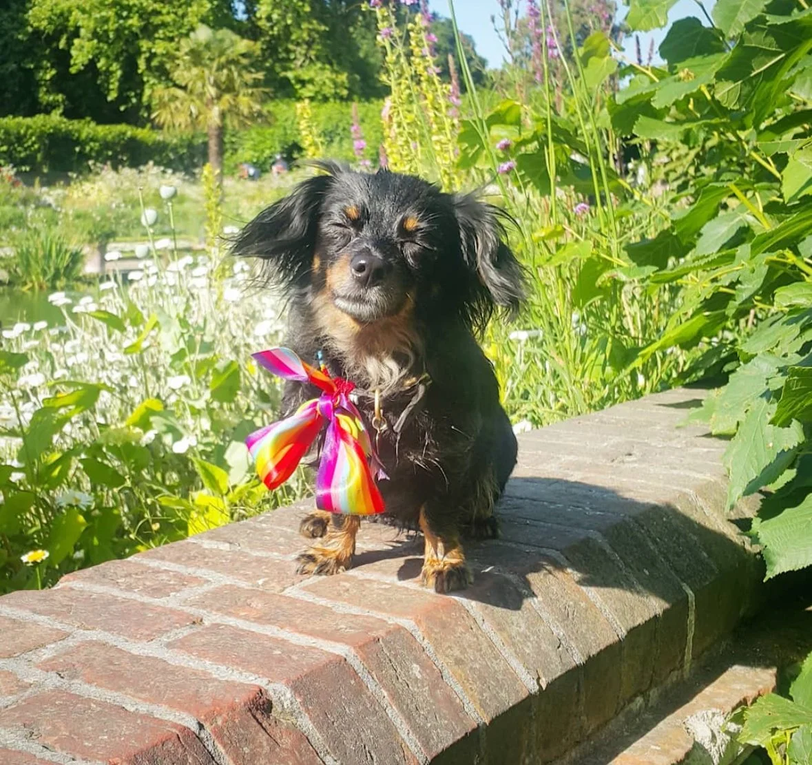 A small black and tan dog sitting on a brick ledge in a lush garden with white and purple flowers and green foliage, wearing a colorful striped bow.