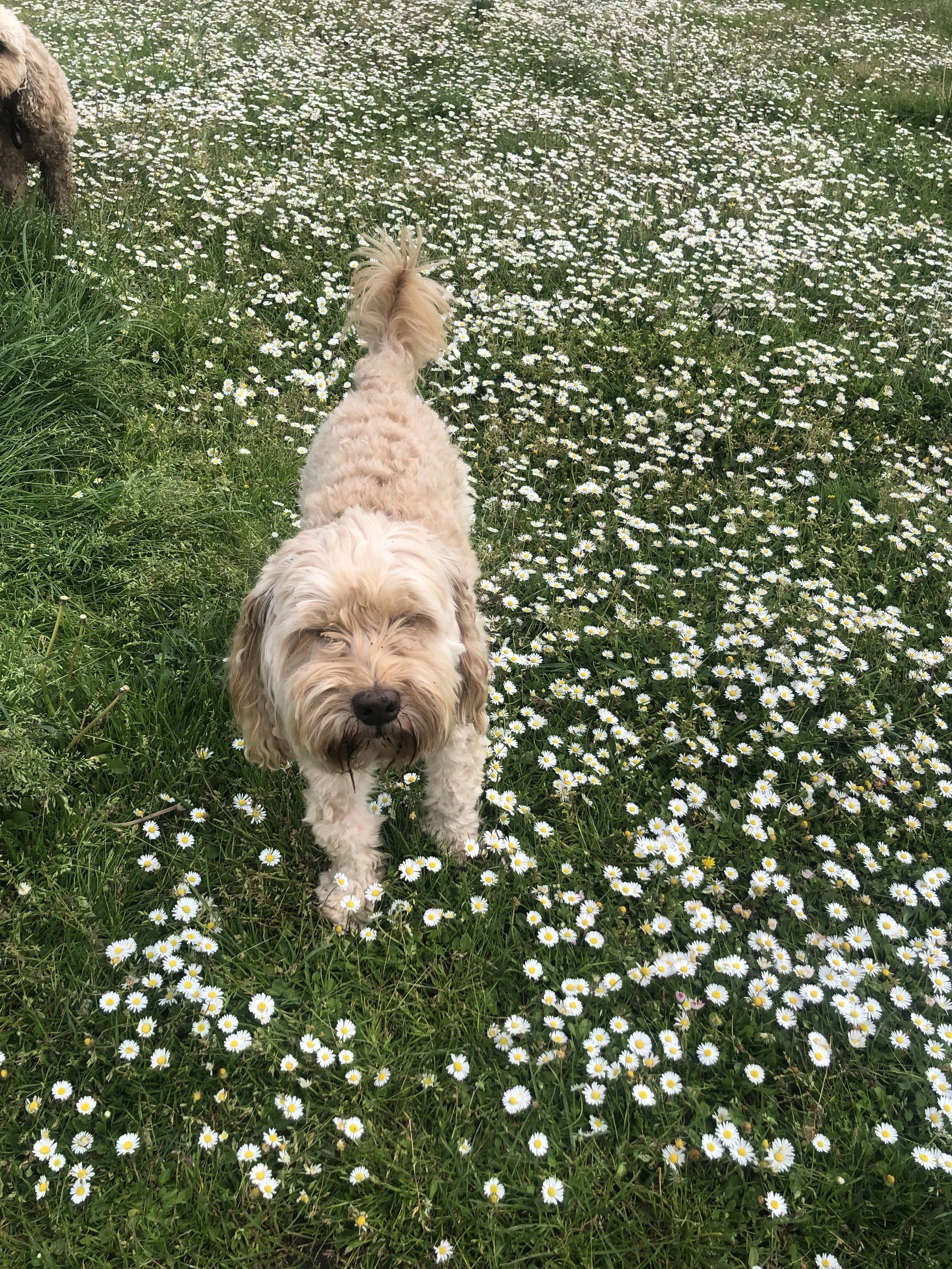 A curly-haired dog standing on a field of small white daisies in a grassy meadow.