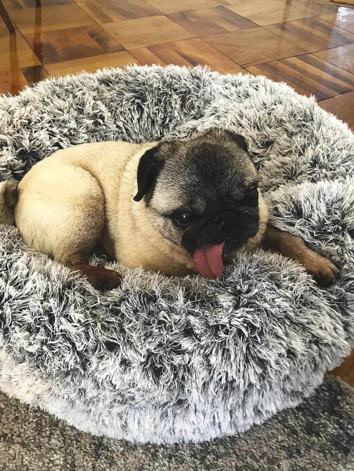A small pug puppy laying on a fluffy gray dog bed, yawning with its tongue out, with wooden flooring in the background.