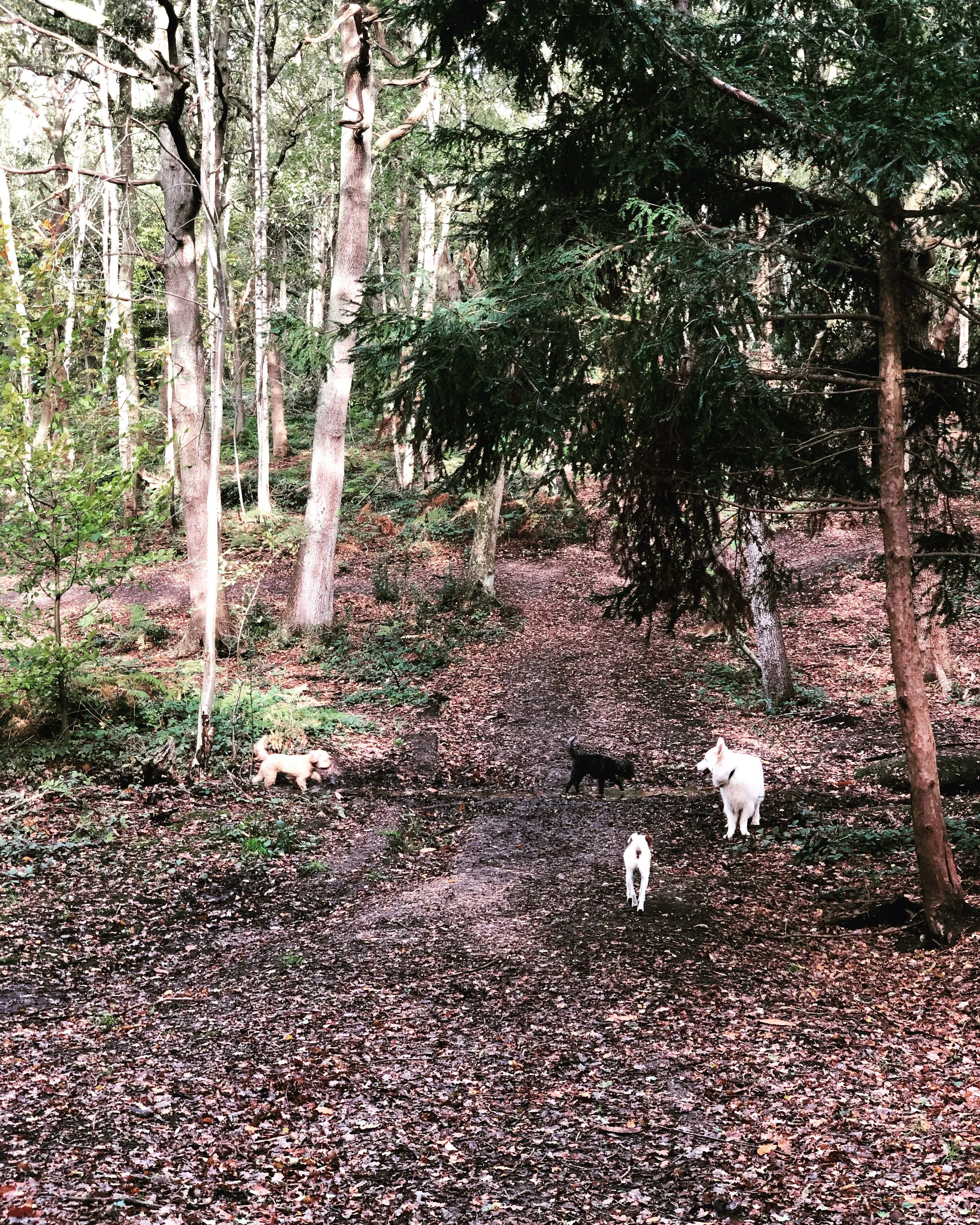 Woodland Walks