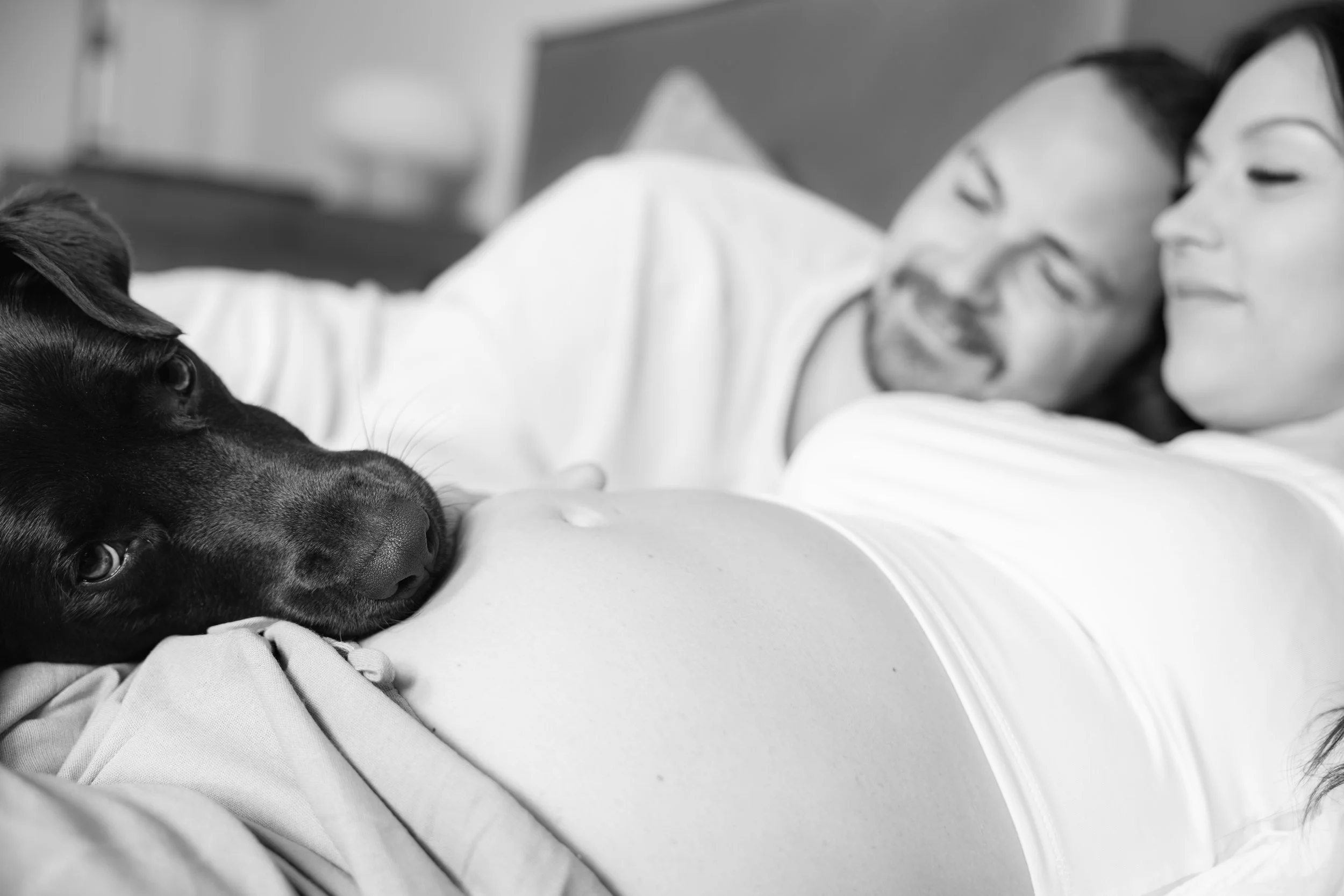 Familienhund liegt während eines natürlichen Babybauchshootings in Hannover auf dem Babybauch der werdenden Mutter.