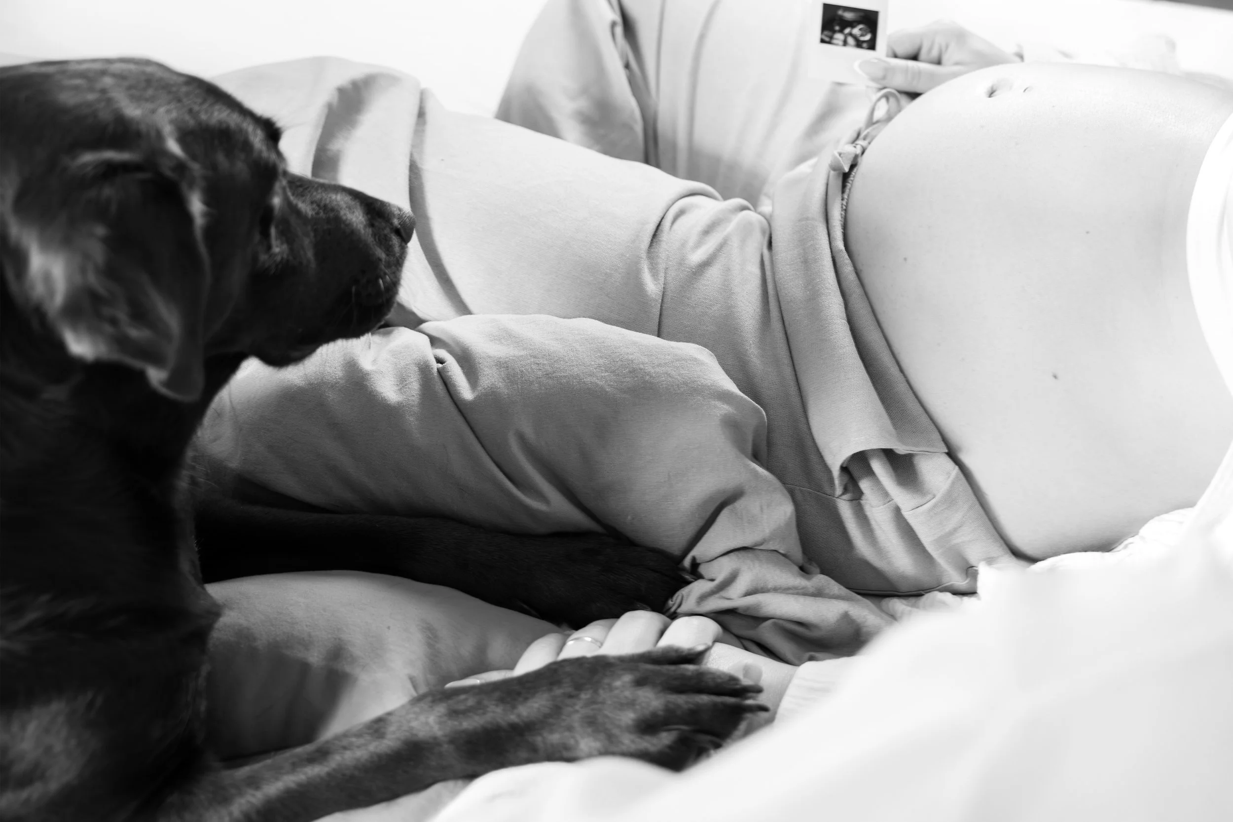 Schwarz-weißer Hund liegt auf dem Bauch auf einem Bett neben einem Menschen, der in einem Krankenhausbett liegt.