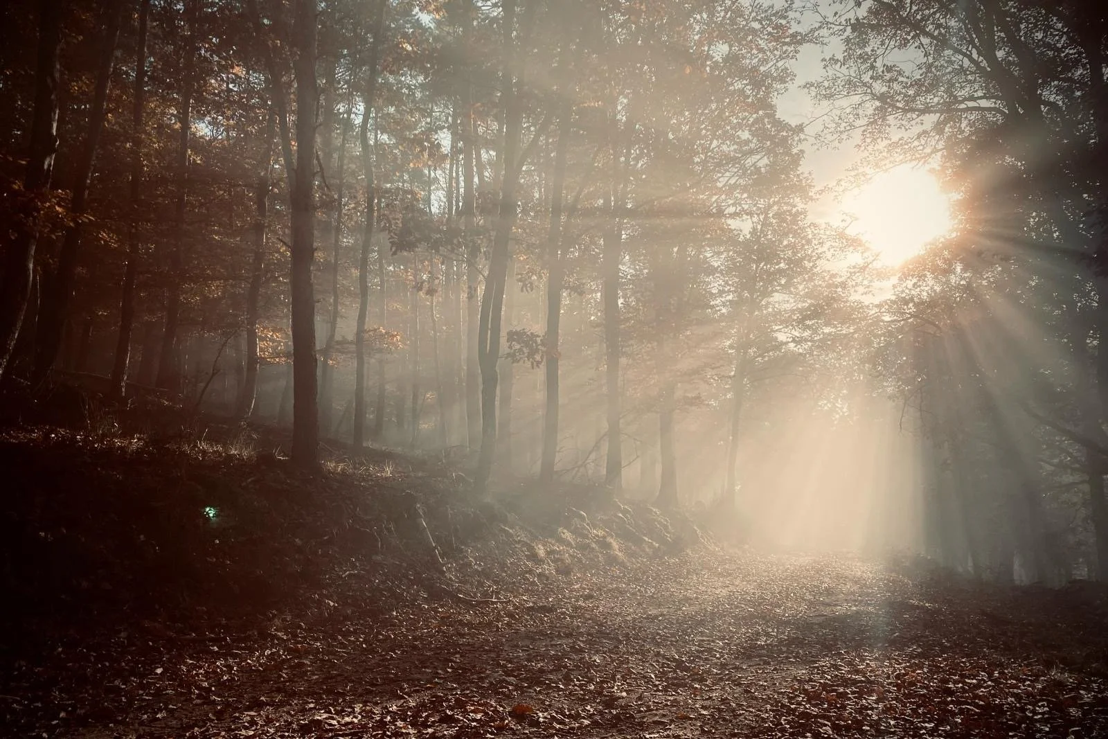 7ba02172-3661-4a80-aeb1-1ba31868beb3 2.JPG