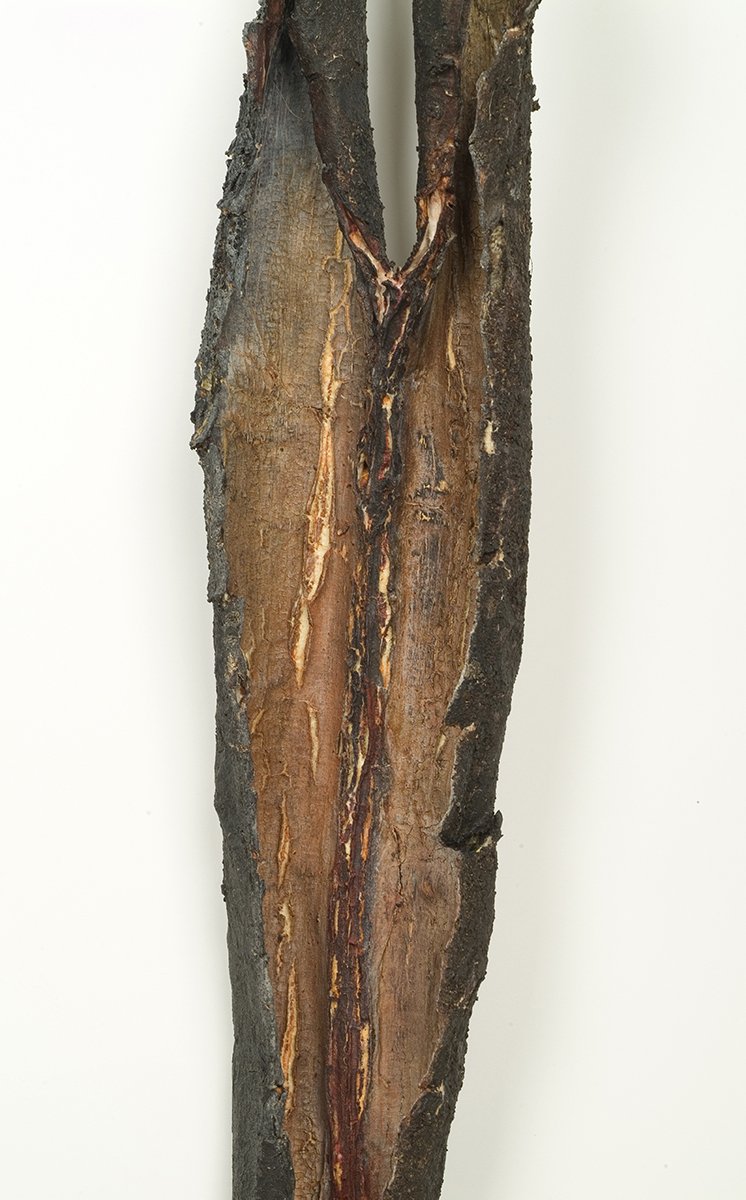 Remains I #7, detail