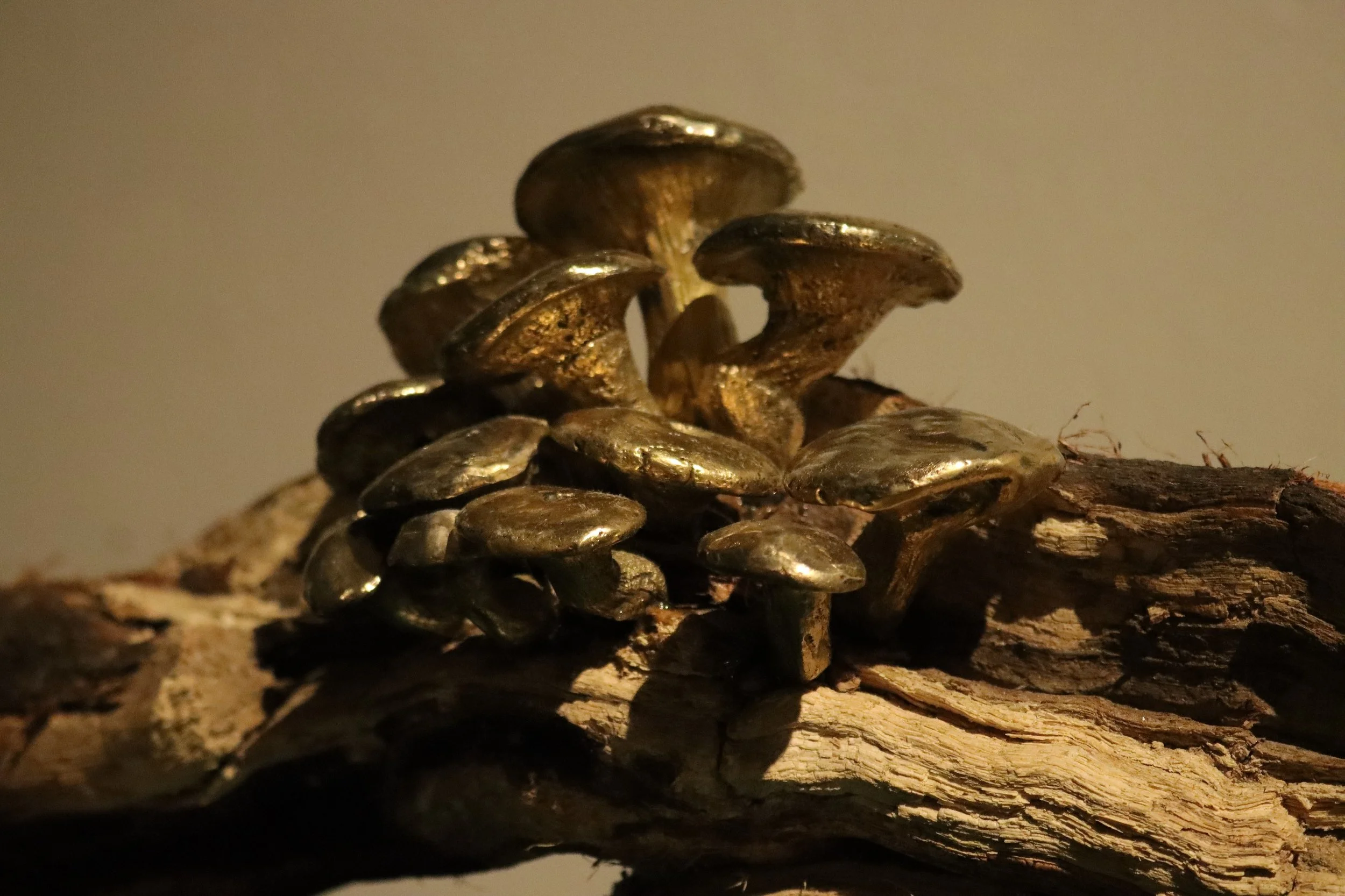 WhatsApp Image 2026-02-18 at 12.29.32 (2).jpeg