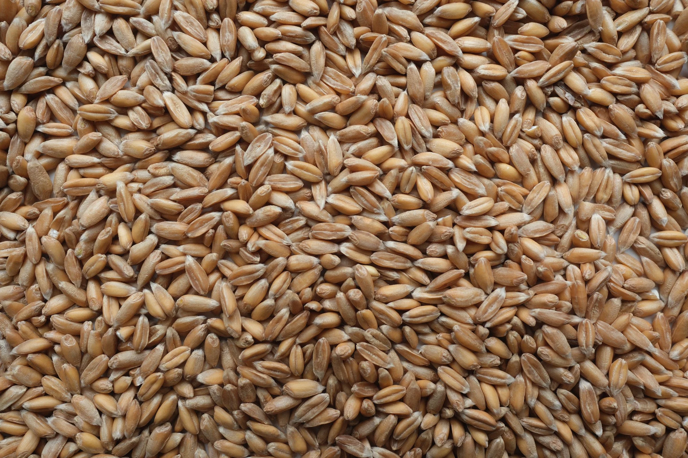 Close-up of wheat grains spread out evenly.
