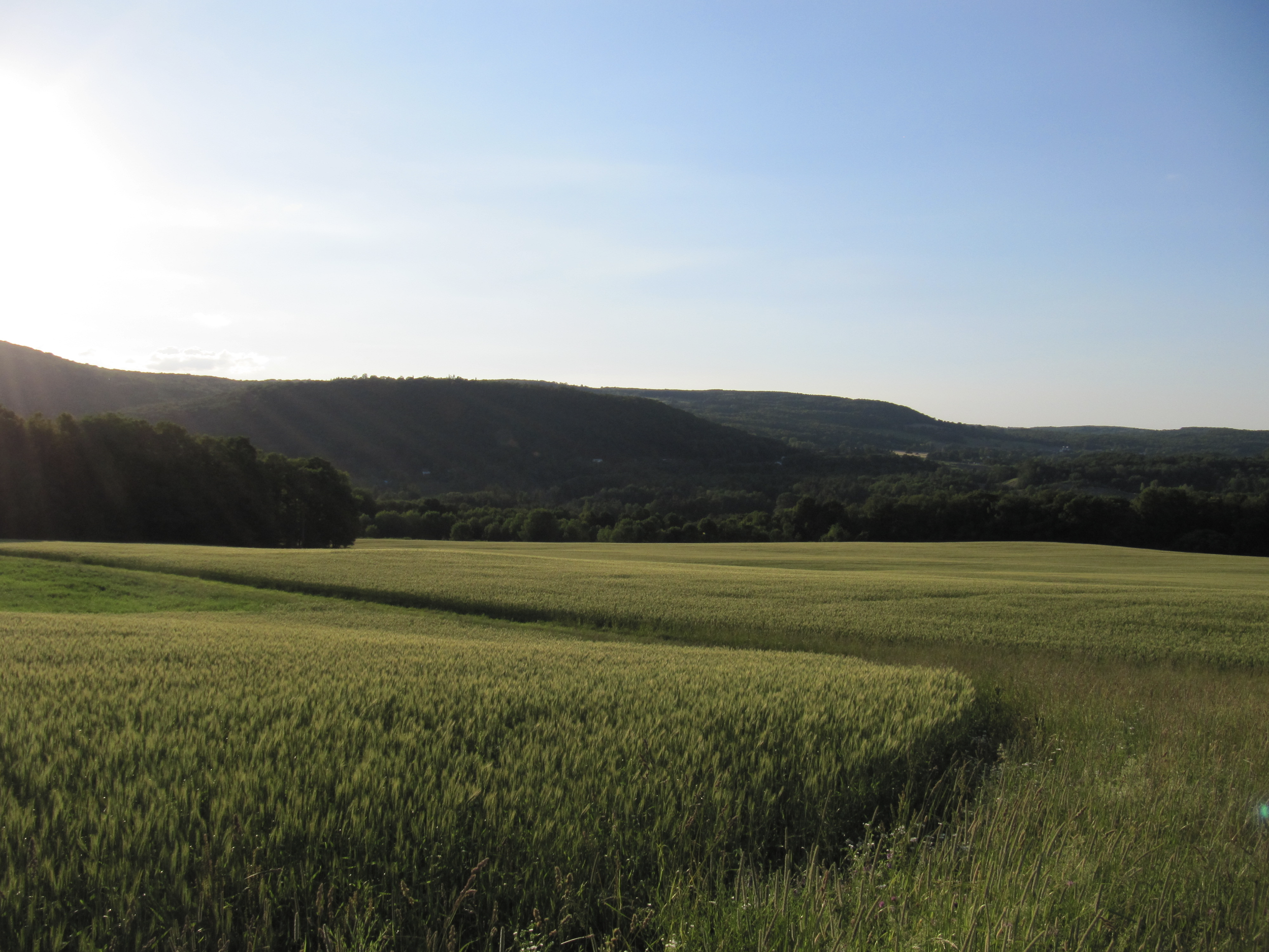 Sunset over a green field of young spring wheat, with rolling hills and a clear blue sky.