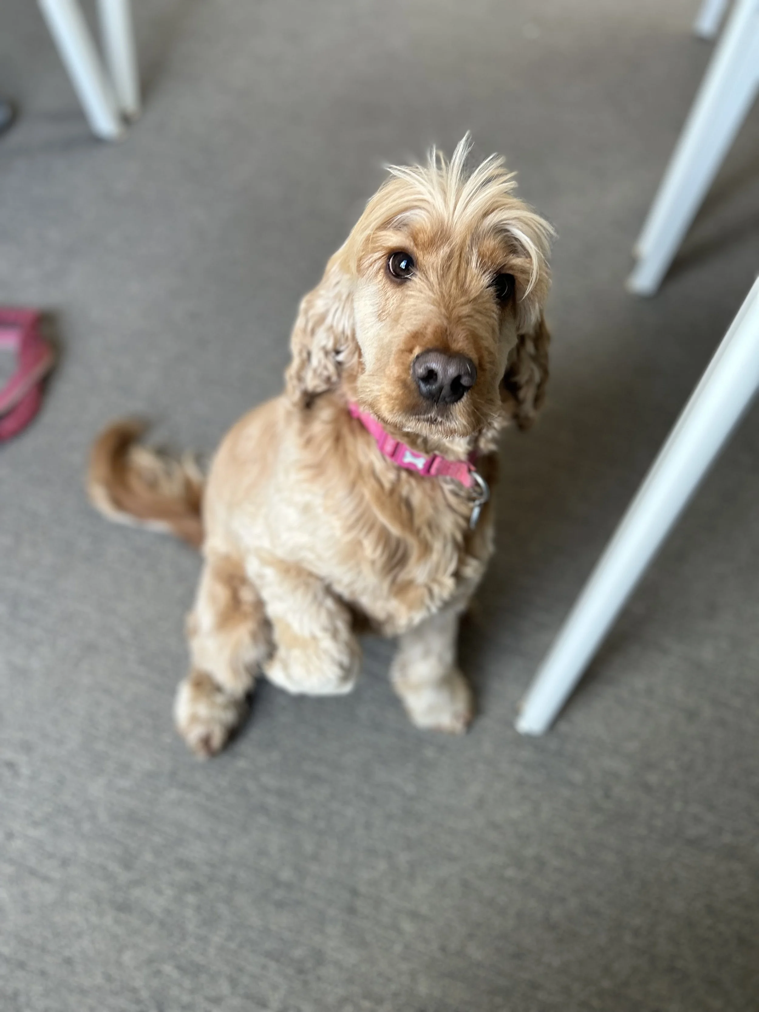 Brown fluffy dog with paw out
