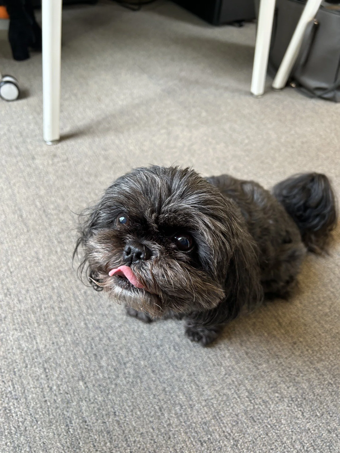 Small black dog with tongue out