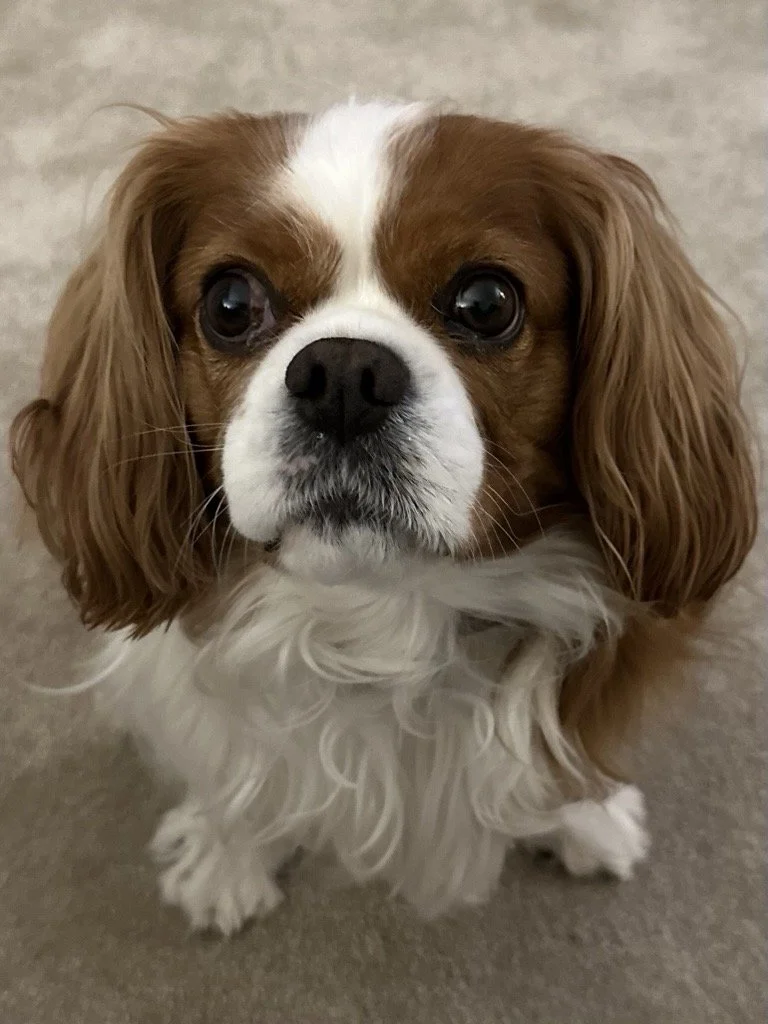 Small brown and white dog sitting down