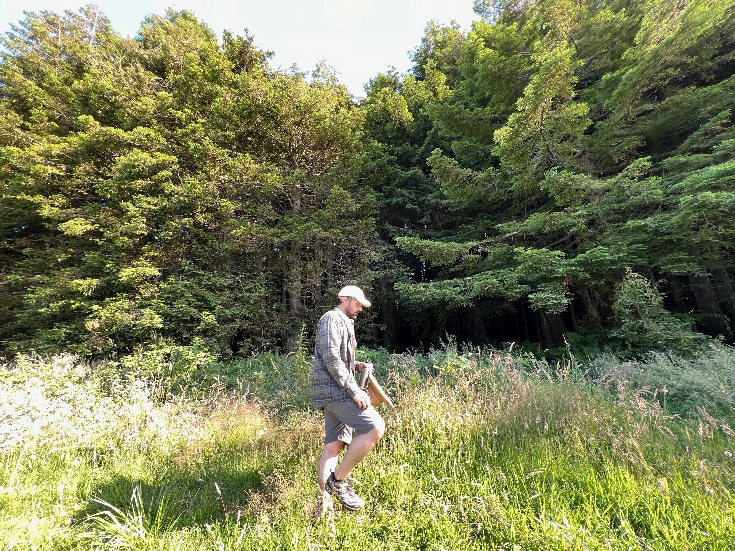 A man in a plaid shirt, shorts, and a cap walking through a grassy meadow near a dense forest on a sunny day.