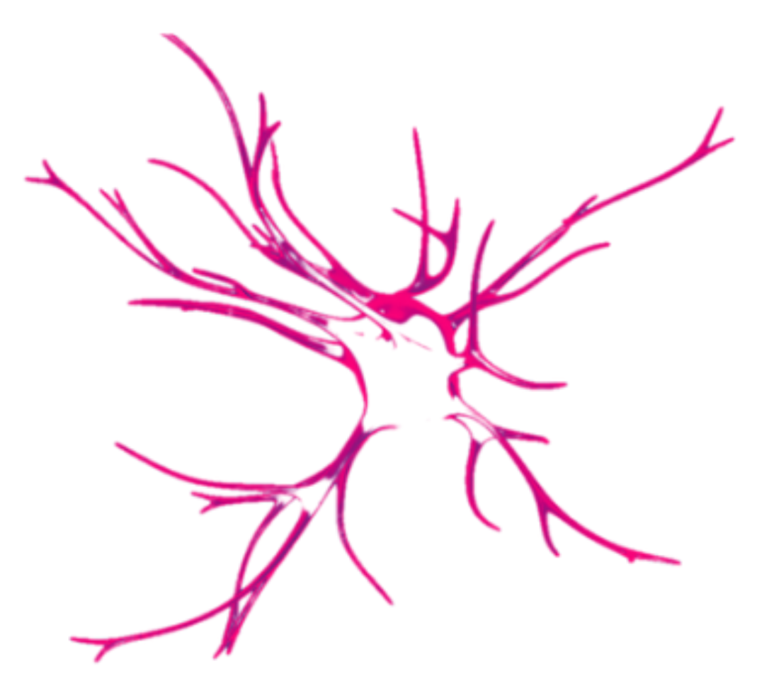 Un dessin stylisé en rose vif représentant un réseau ou une structure de branches nerveuses ou d'arbres, avec plusieurs ramifications.
