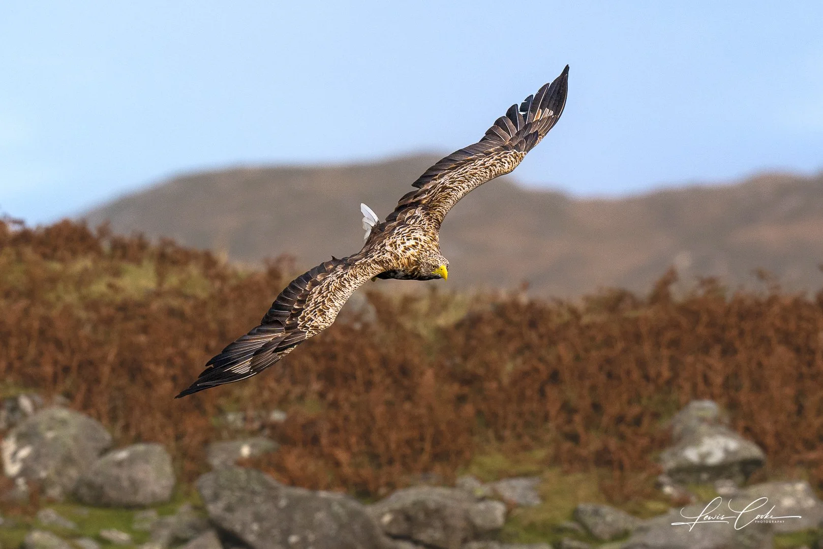 A bird of prey with outstretched wings flying over rocky terrain with brown foliage and distant hills under a clear sky.