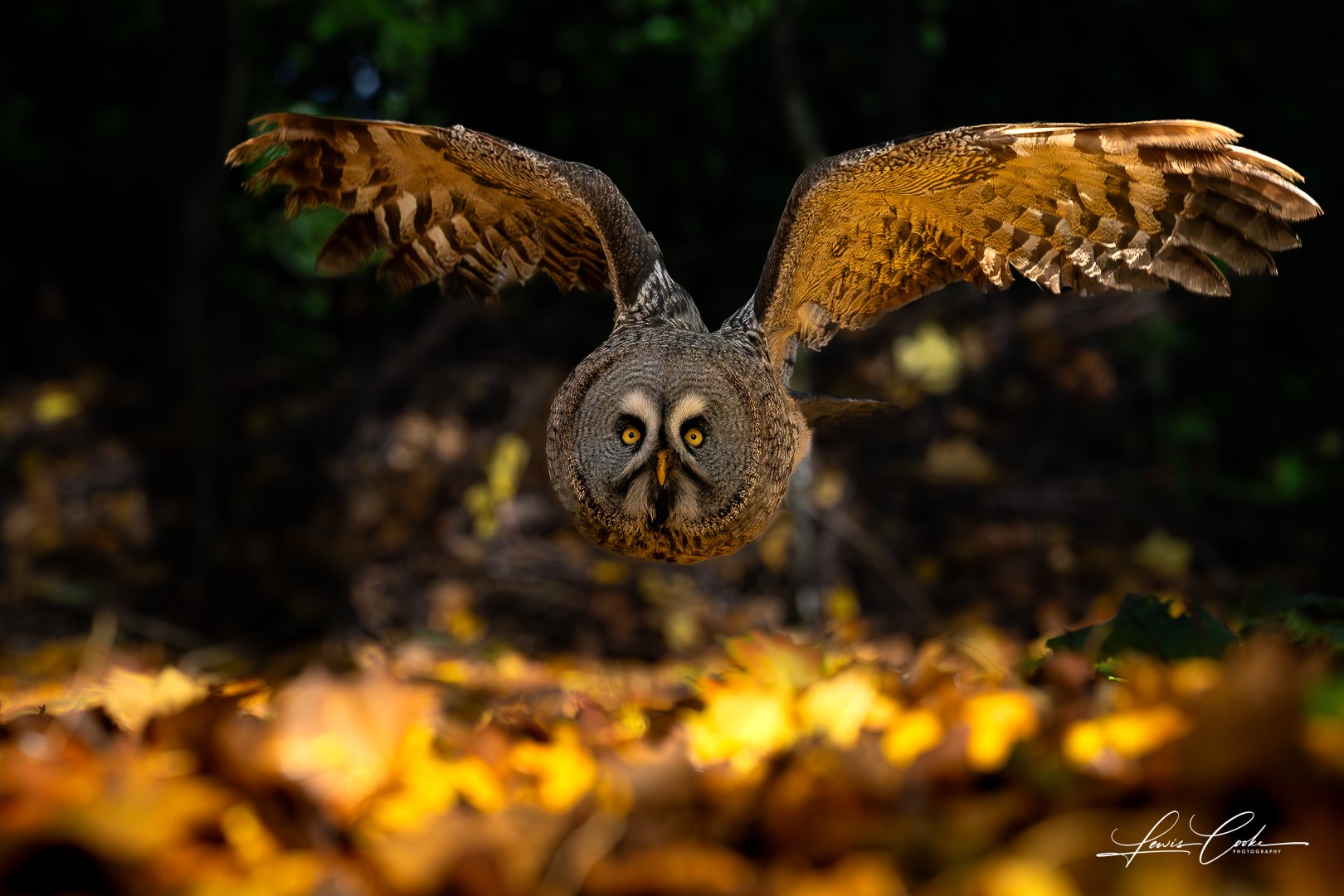 002 DSC_9100-2-Enhanced-NR 251108.jpg