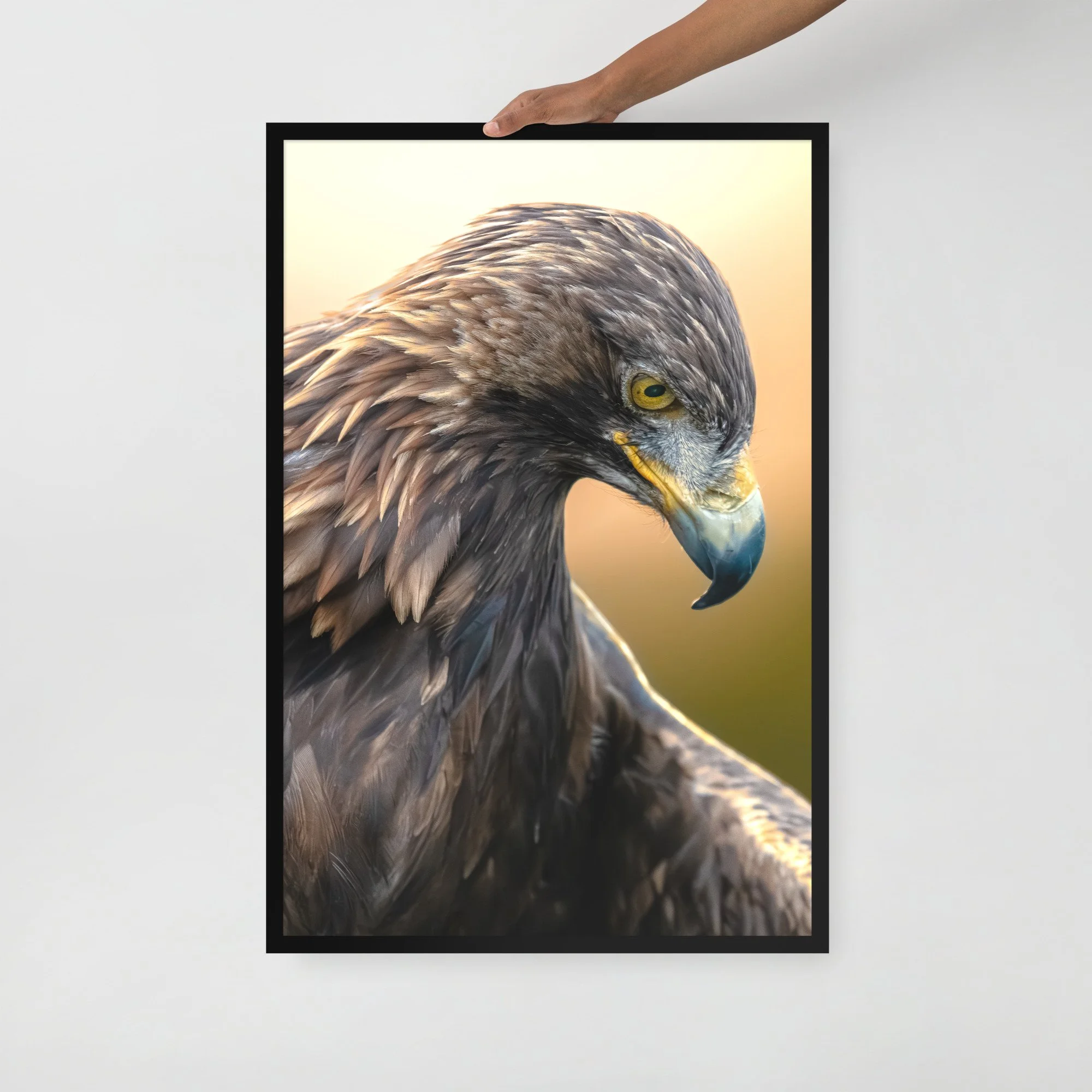 Golden Eagle Framed Print