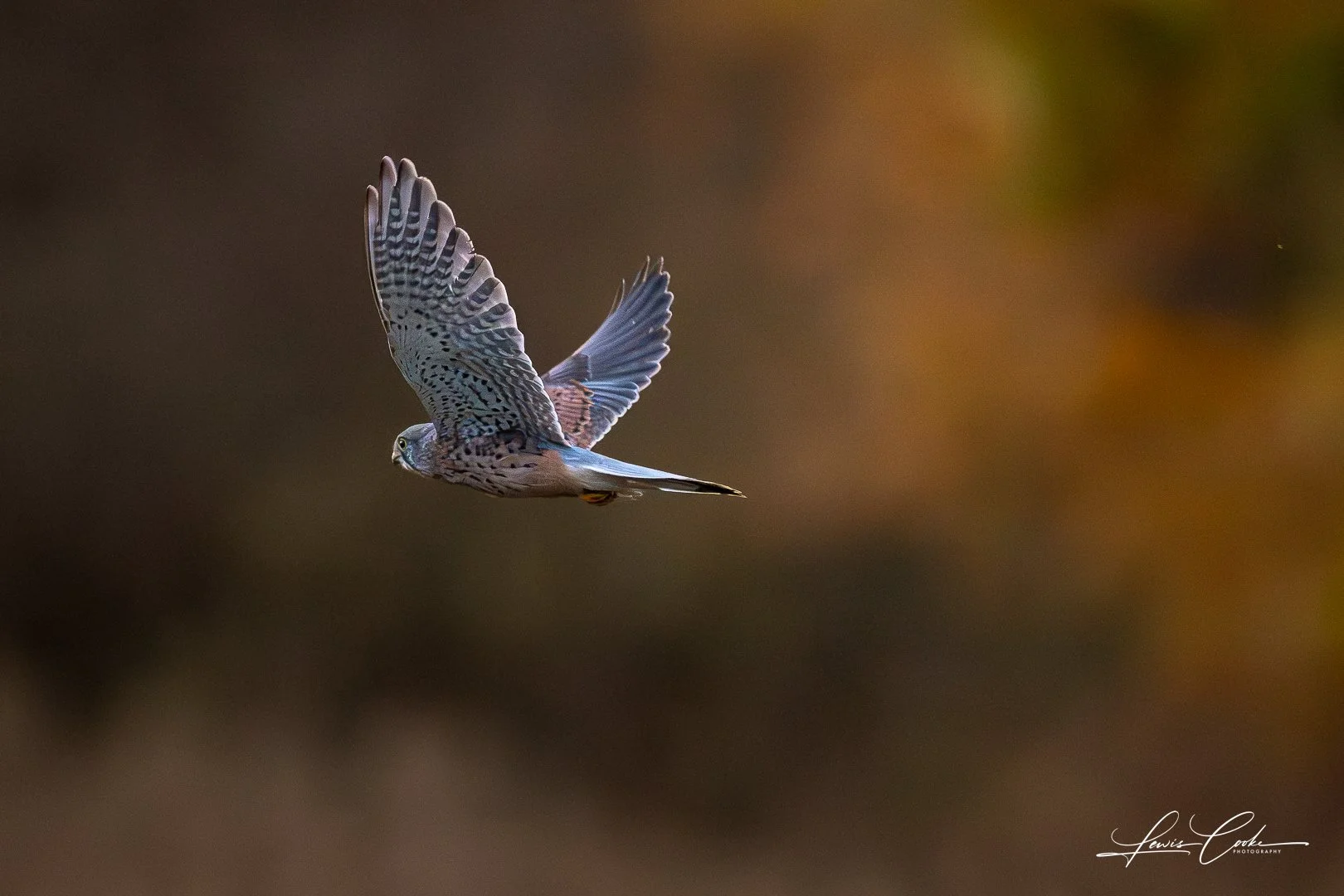 003 DSC_8734-Enhanced-NR 251105.jpg