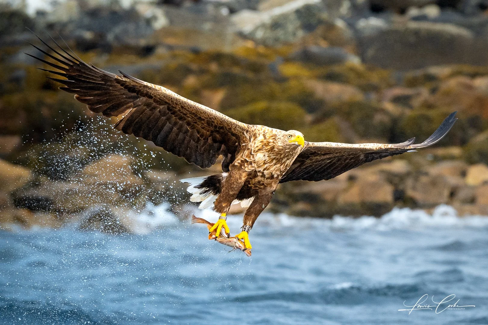 Bald eagle flying over water with fish in its talons, rocks in the background.