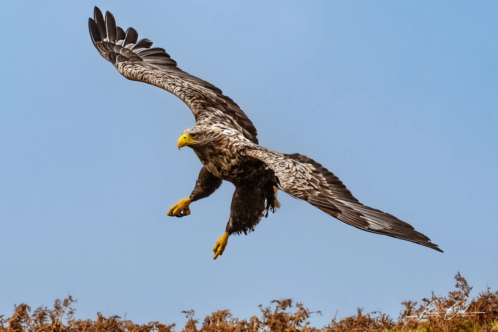 A bird of prey, possibly a hawk or eagle, in mid-flight against a clear blue sky, with a small patch of ground visible at the bottom.