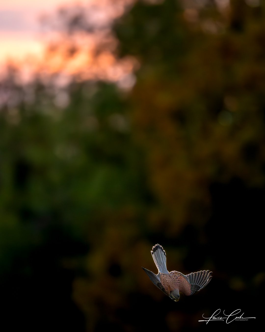 002 DSC_8721-Enhanced-NR 251105.jpg