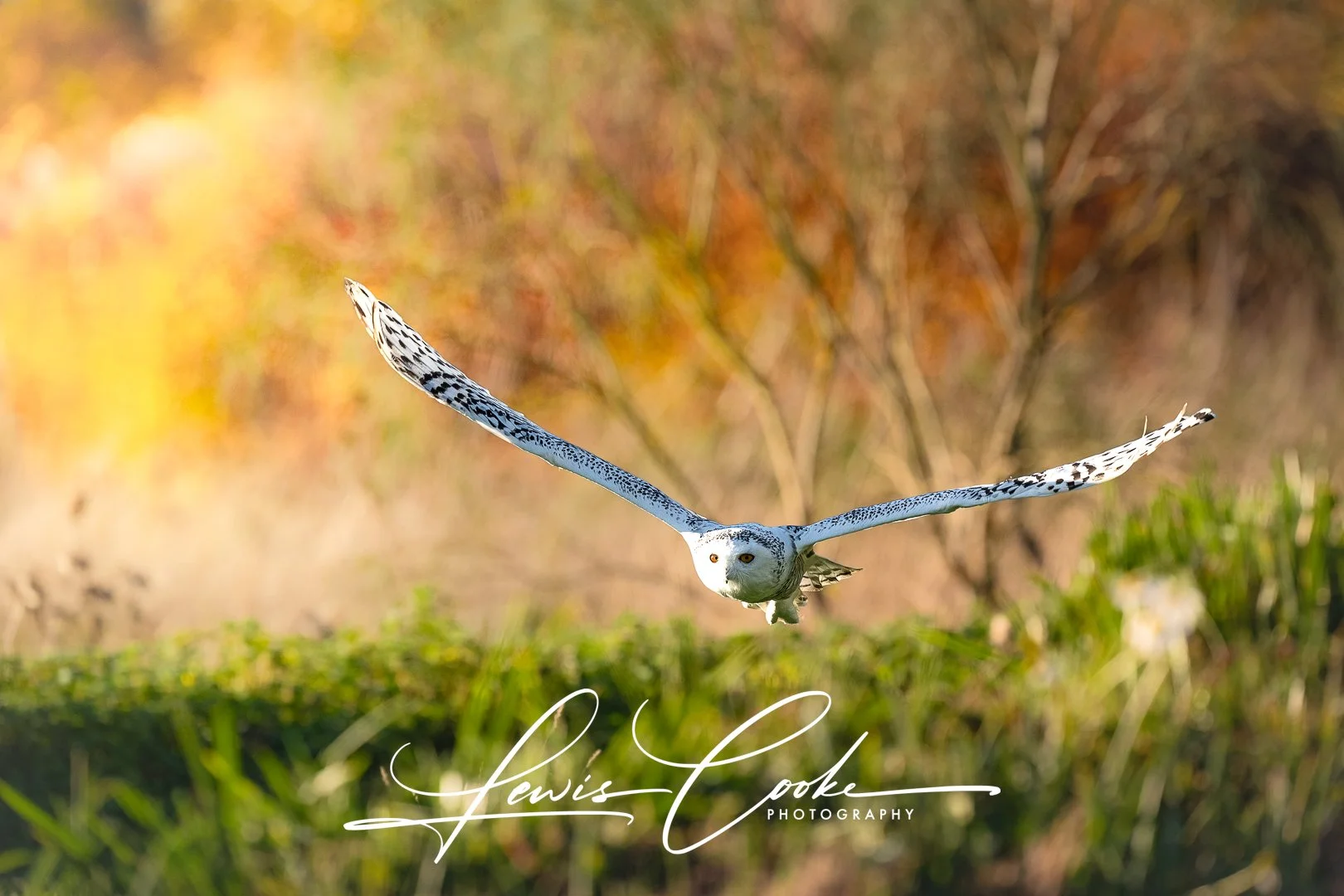 Snowy Owl (Digital, Hi Res)