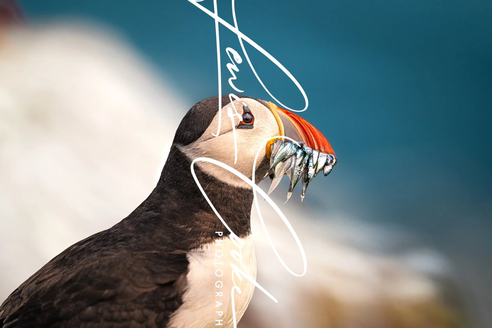 Puffin with Eels (Digital, Hi Res)