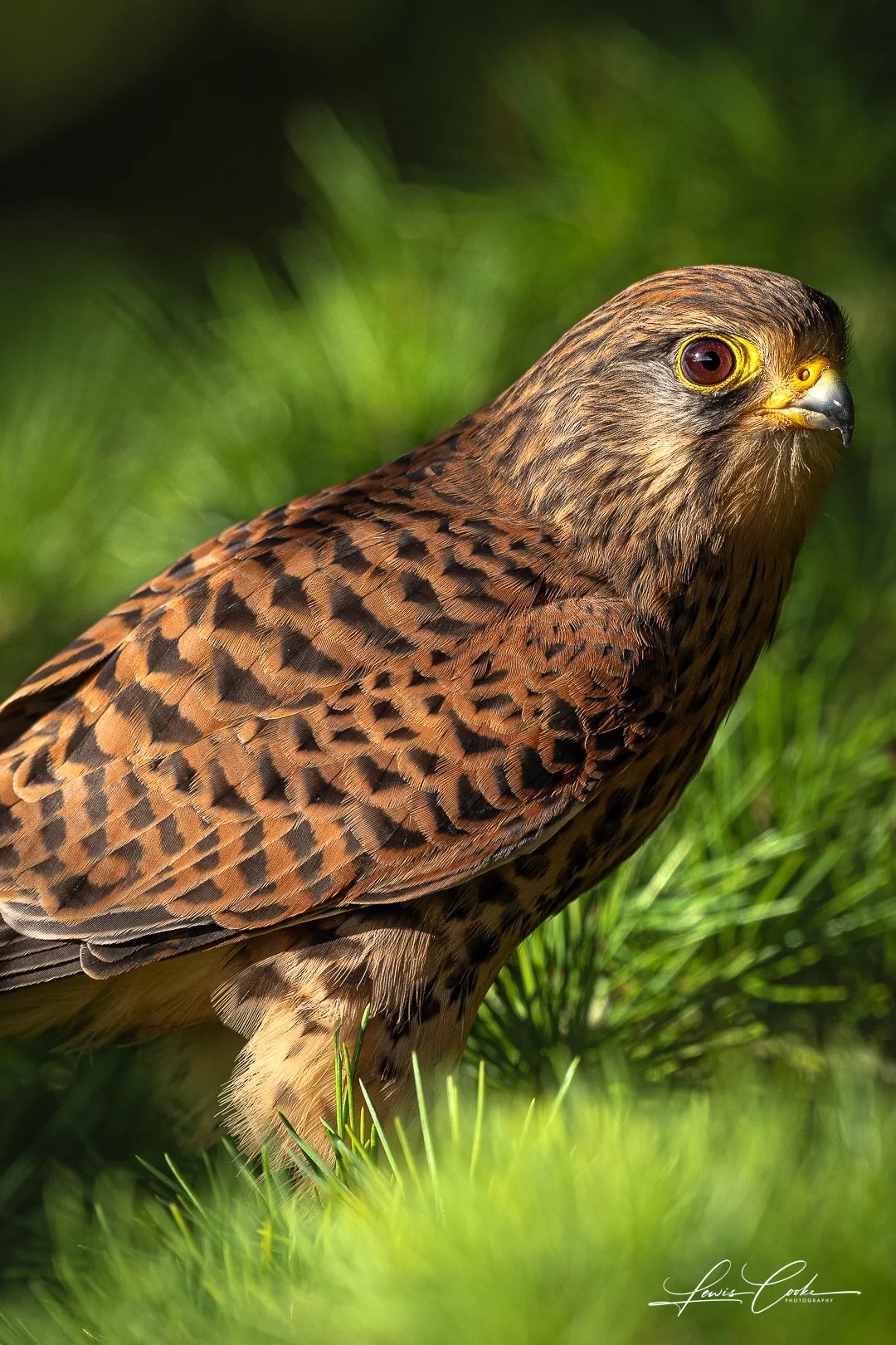 001 DSC_0024 251108.jpg