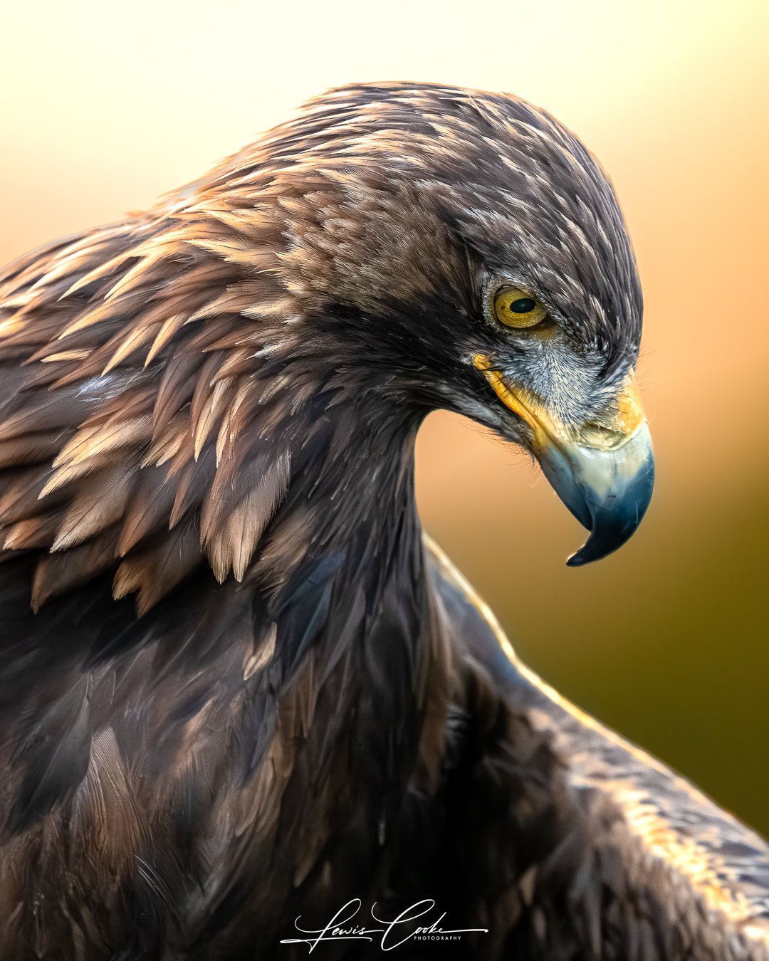 Golden Eagle Portrait (Digital, Hi Res)