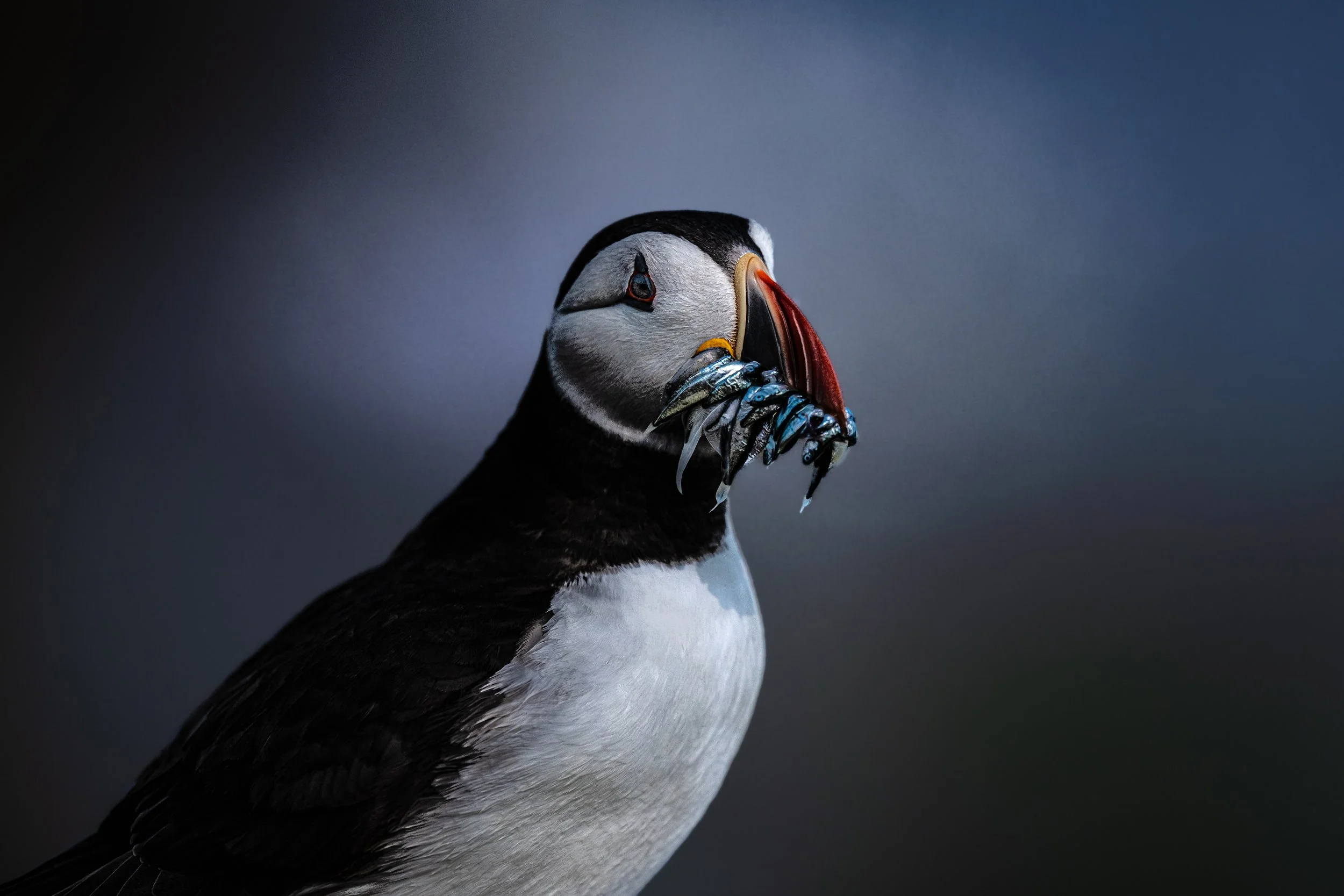 A close-up of a puffin holding several small fish in its beak against a dark, blurred background.
