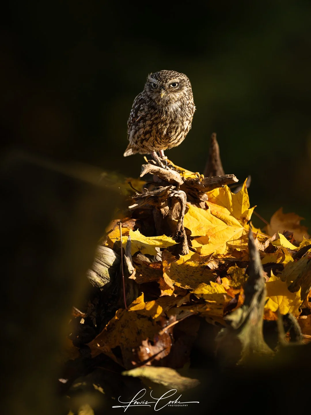 Little Owl in the woods (Digital, Hi Res)