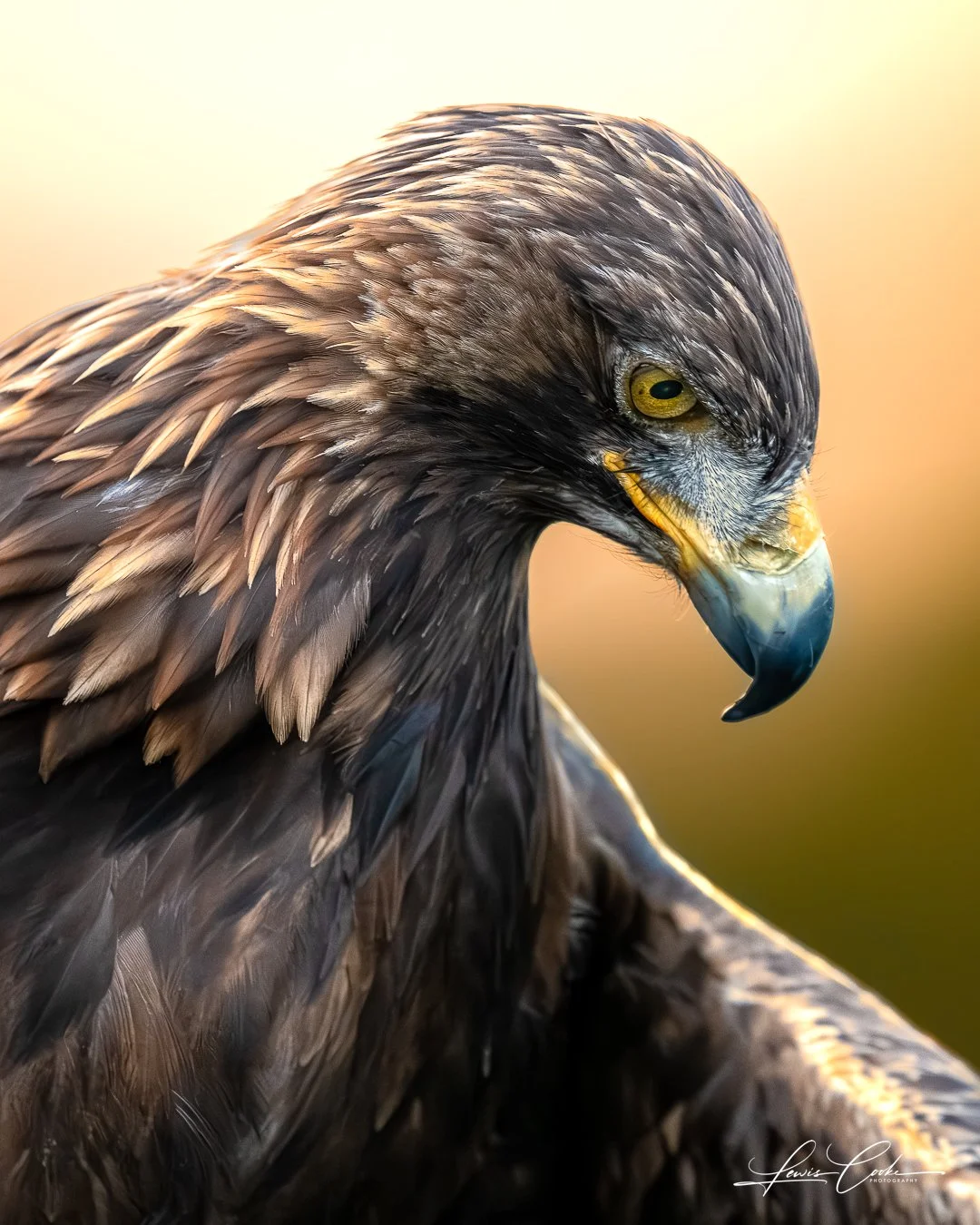 008 DSC_5063-2-Enhanced-NR 251108.jpg