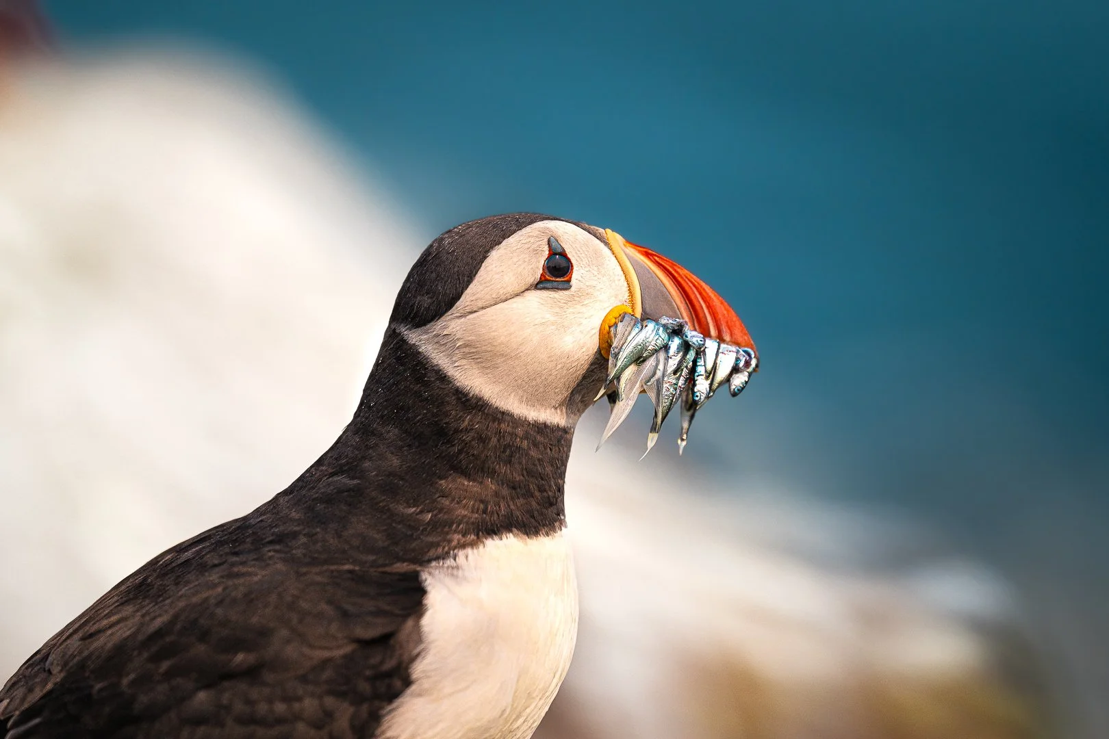 A puffin holding a handful of small fish in its beak.