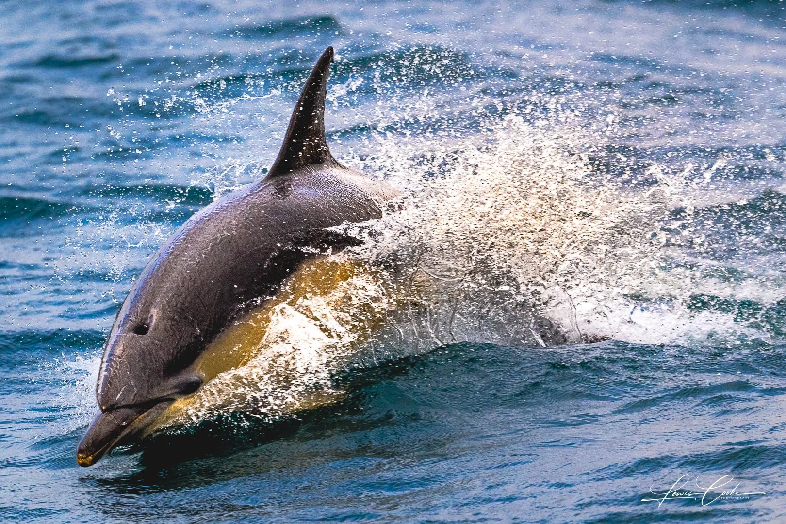 A shark jumping out of the water with a dorsal fin visible, creating splashes as it breaches the surface.