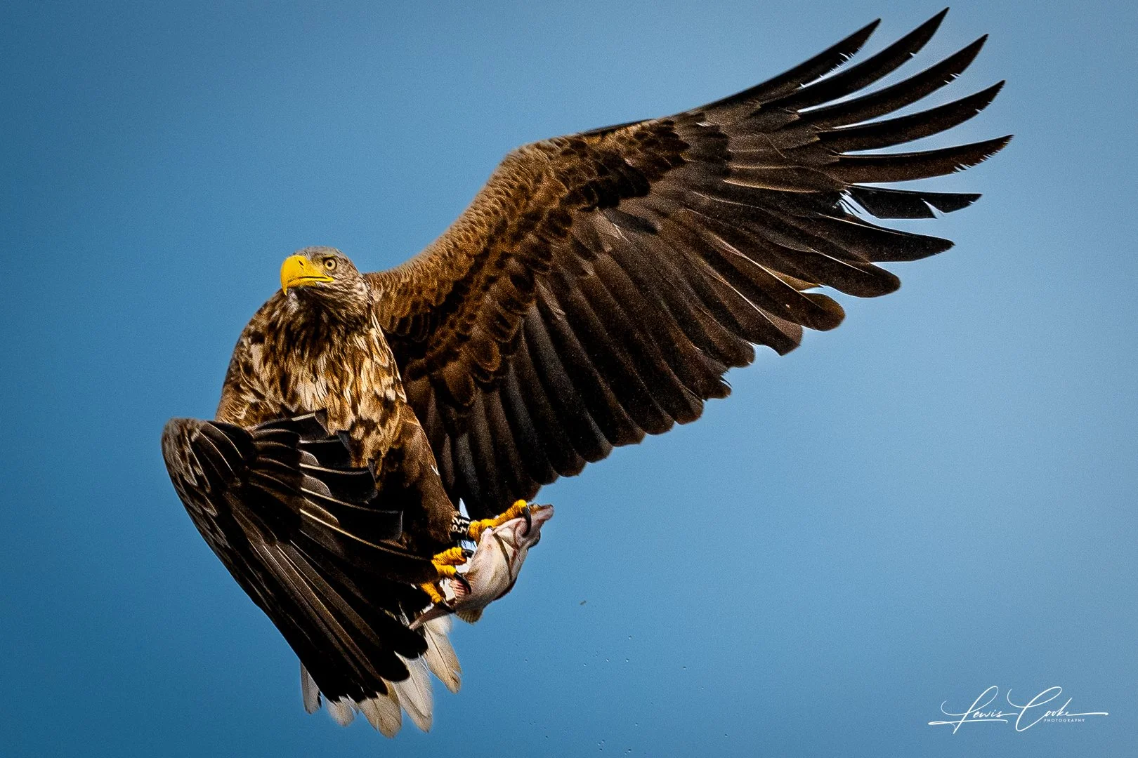 Bald eagle soaring in the sky with a fish in its claws against a blue sky background.