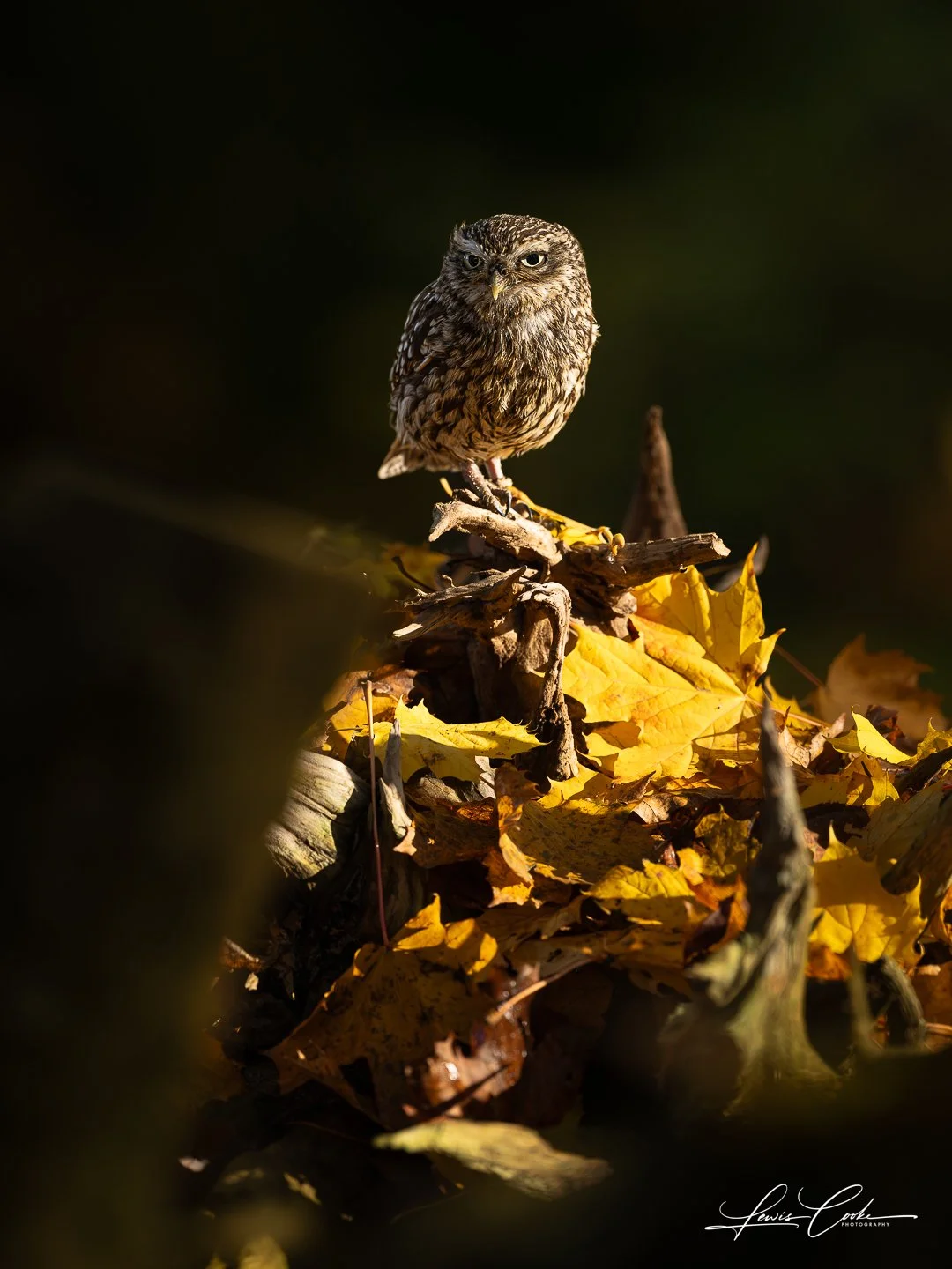 004 DSC_2753-Enhanced-NR 251108.jpg