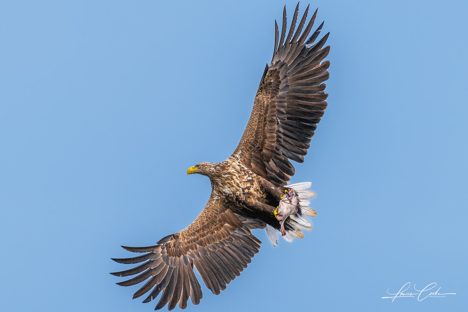 Bald eagle in flight carrying fish in its talons against a blue sky.
