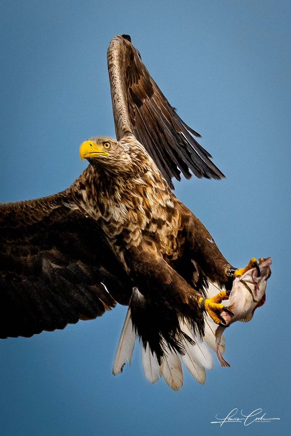 A golden eagle in flight holding a fish in its talons, with a clear blue sky background.