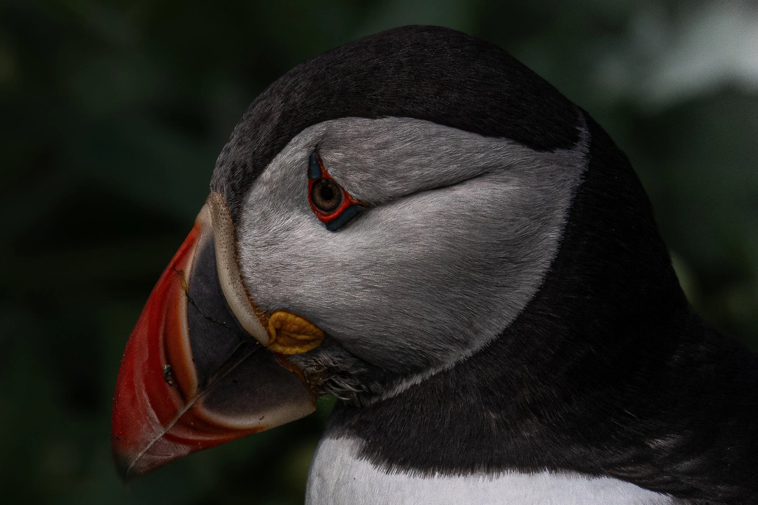 Close-up of a puffin bird with black and white feathers, orange bill, and a dark background.