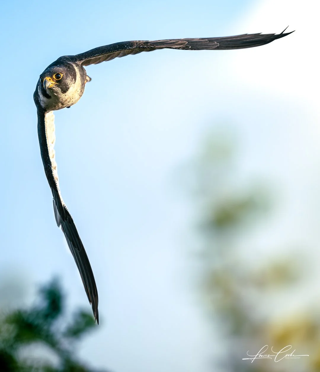 006 DSC_3878-Enhanced-NR 251108.jpg