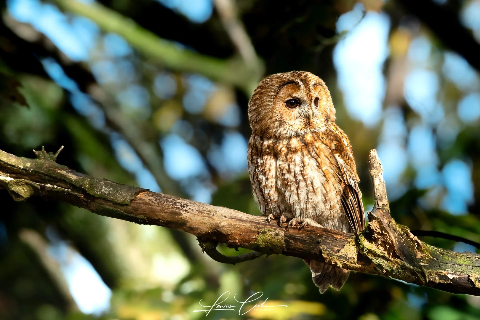Tawny Owl Perched (Digital, Hi Res)