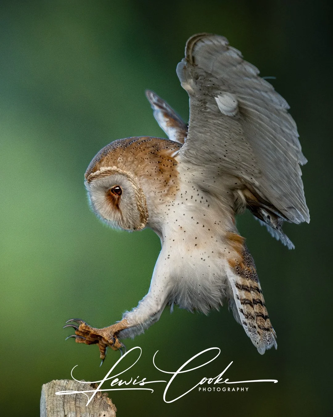 Barn Owl Landing, Digital Hi Res